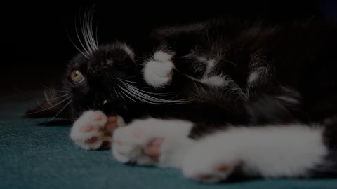 My cat Mia